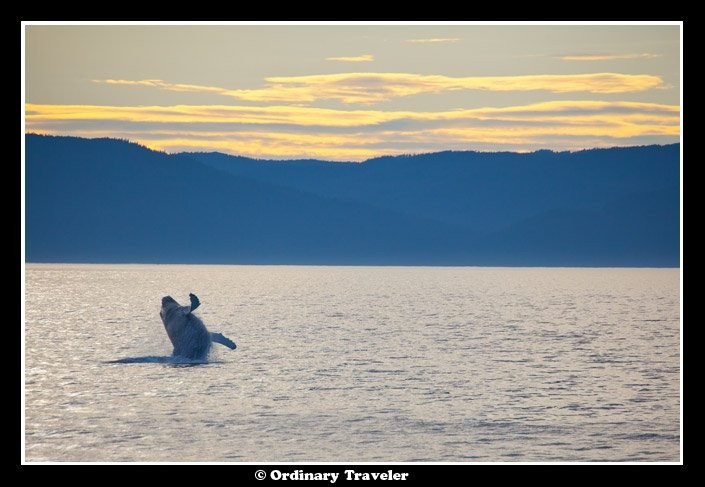 スティーブンスパッセージのクジラに囲まれ、 アラスカ