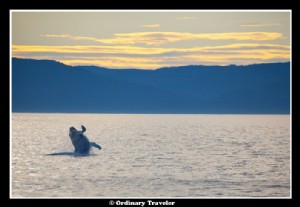 スティーブンスパッセージのクジラに囲まれ、 アラスカ