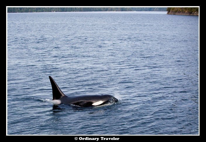 Cercado por baleias na passagem de Stephens, Alasca
