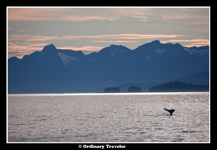 Rodeado de ballenas en Stephens Passage, Alaska