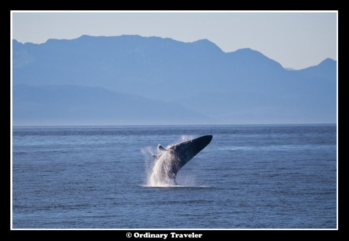 Circondato da balene nel passaggio di Stephens, Alaska
