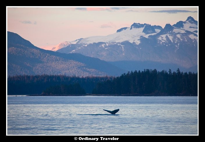 Entouré de baleines dans le passage Stephens, Alaska