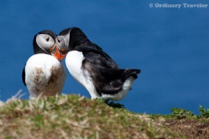 Come vedere i puffini nelle isole Treshnish della Scozia
