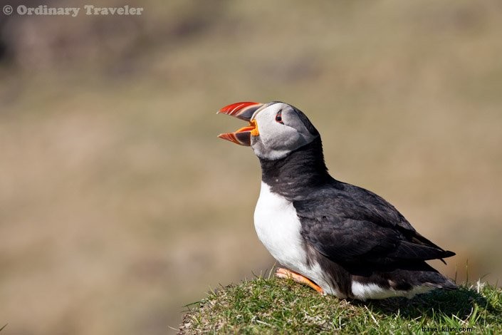 Como ver papagaios-do-mar nas ilhas Treshnish da Escócia
