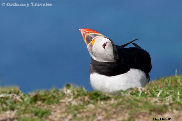 Como ver papagaios-do-mar nas ilhas Treshnish da Escócia