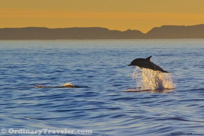 Nossa experiência de observação de orcas atacando baleias cinzentas e golfinhos
