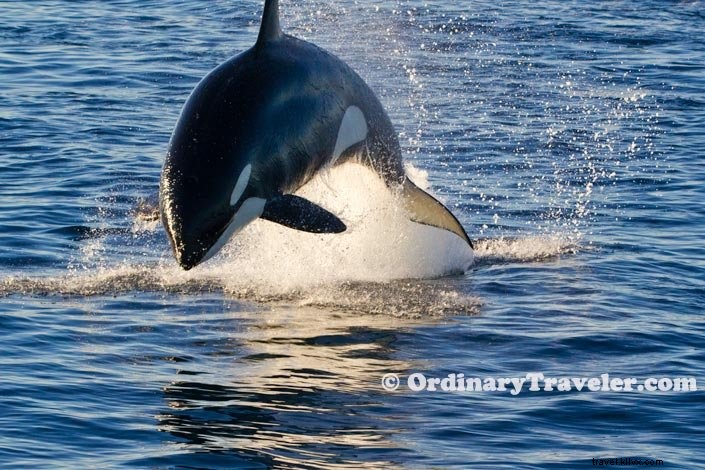 Orcas atacando baleias cinzentas:nossa emocionante experiência de observação de baleias