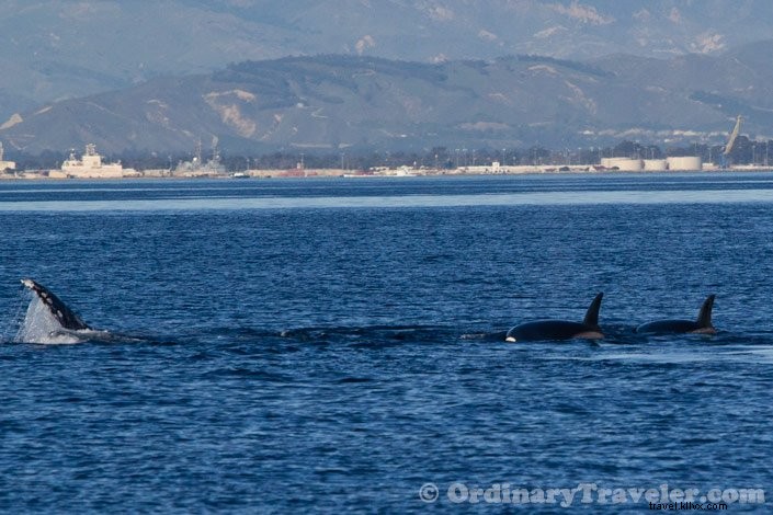 Orcas atacando ballenas grises:nuestra emocionante experiencia de avistamiento de ballenas