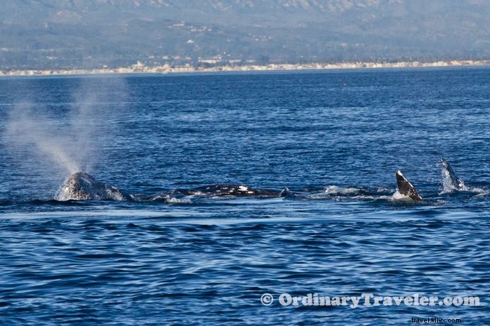 Le orche attaccano le balene grigie:la nostra emozionante esperienza di osservazione delle balene