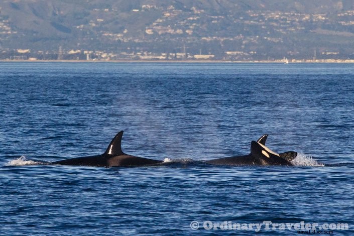 Orcas atacando ballenas grises:nuestra emocionante experiencia de avistamiento de ballenas