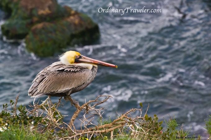 Photos de la faune de La Jolla Cove – San Diego