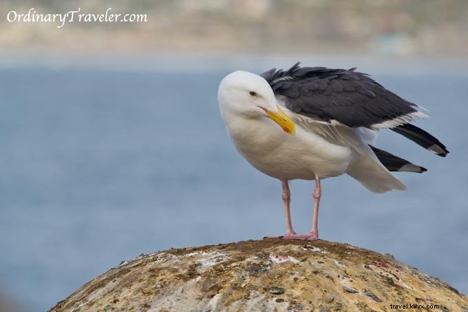 Fotos da vida selvagem de La Jolla Cove - San Diego