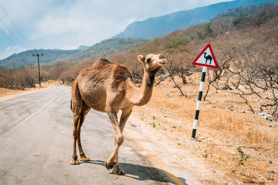 Coisas que você deve saber antes de alugar um carro e dirigir em Marrocos