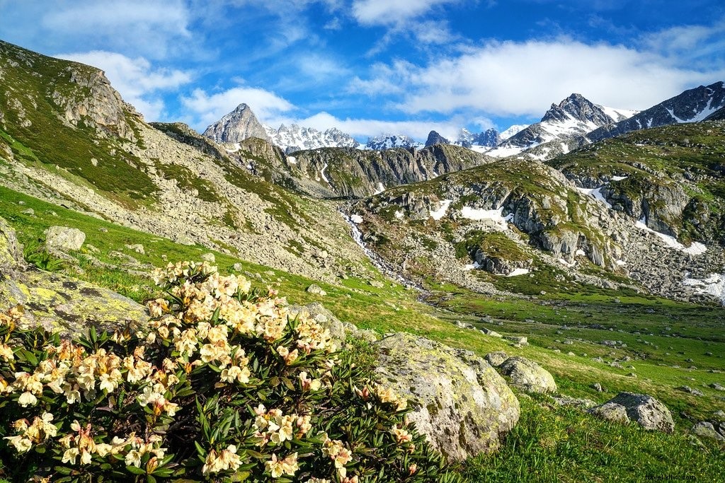 Bunga Liar &Es:Mendaki Pegunungan Majestic Kackar di Turki