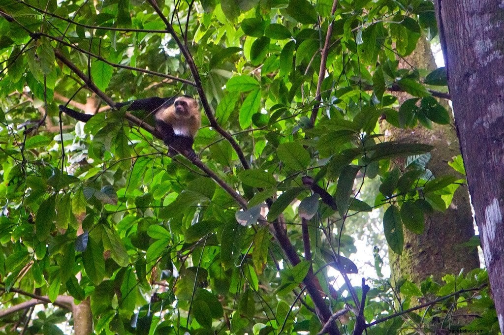 Randonnée dans le parc national du Corcovado :une aventure faunique