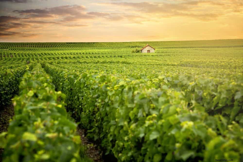 Top 10 de las regiones vinícolas más bonitas de Francia