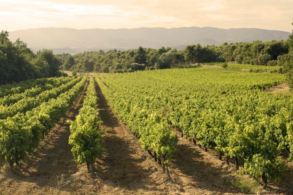 Top 10 des plus belles régions viticoles de France