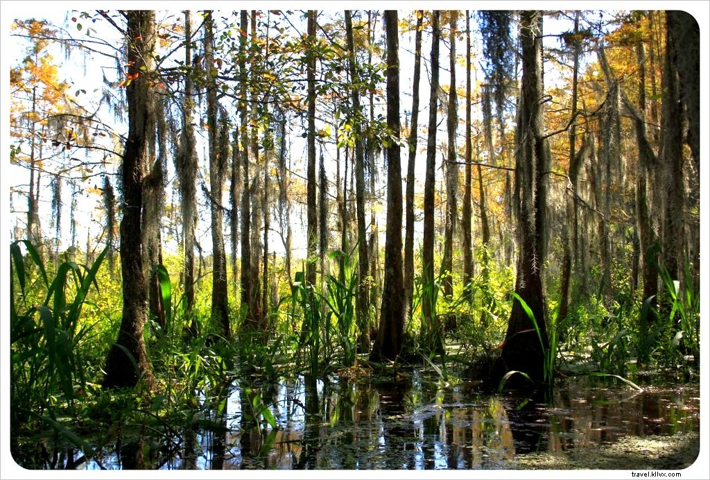 Nueva Orleans:¡Fuera de la ciudad! Pantanos caimanes y plantaciones