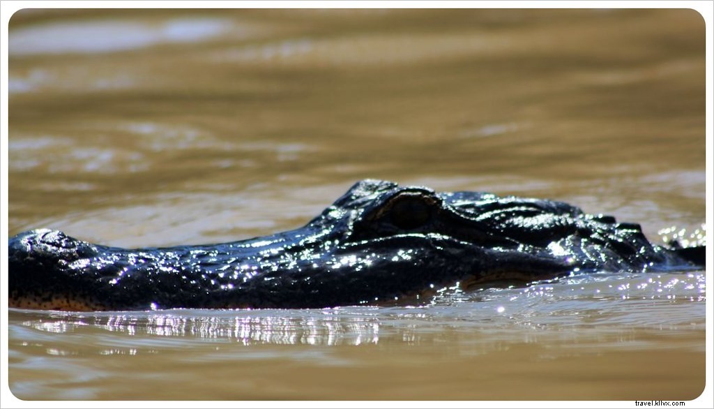 Nova Orleans:saia da cidade! Pântanos, crocodilos e plantações