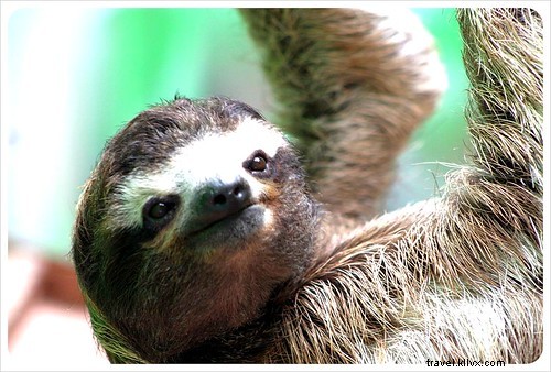 Quando raccapricciante è carino:visitare un santuario dei bradipi in Costa Rica