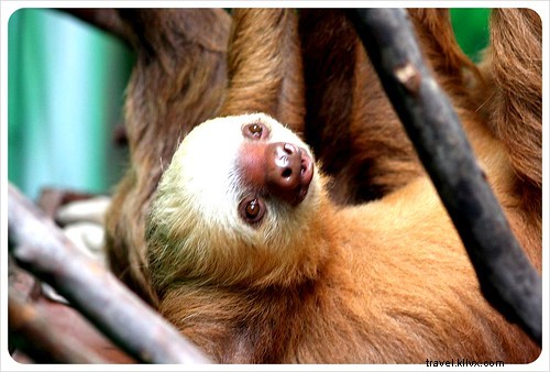 Quando assustador é fofo:visitando um santuário de preguiça na Costa Rica