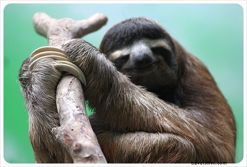 Ketika menyeramkan itu lucu:Mengunjungi suaka sloth di Kosta Rika