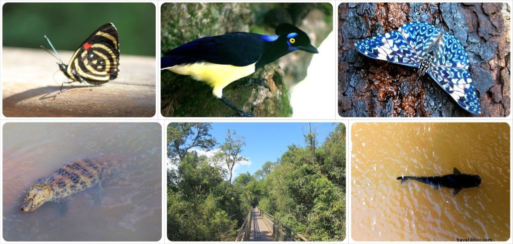 Seis cosas que nadie te cuenta sobre las Cataratas del Iguazú