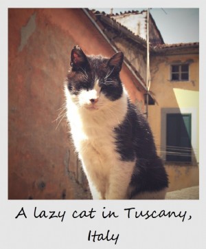 Polaroid della settimana:Un gatto pigro in Toscana, Italia