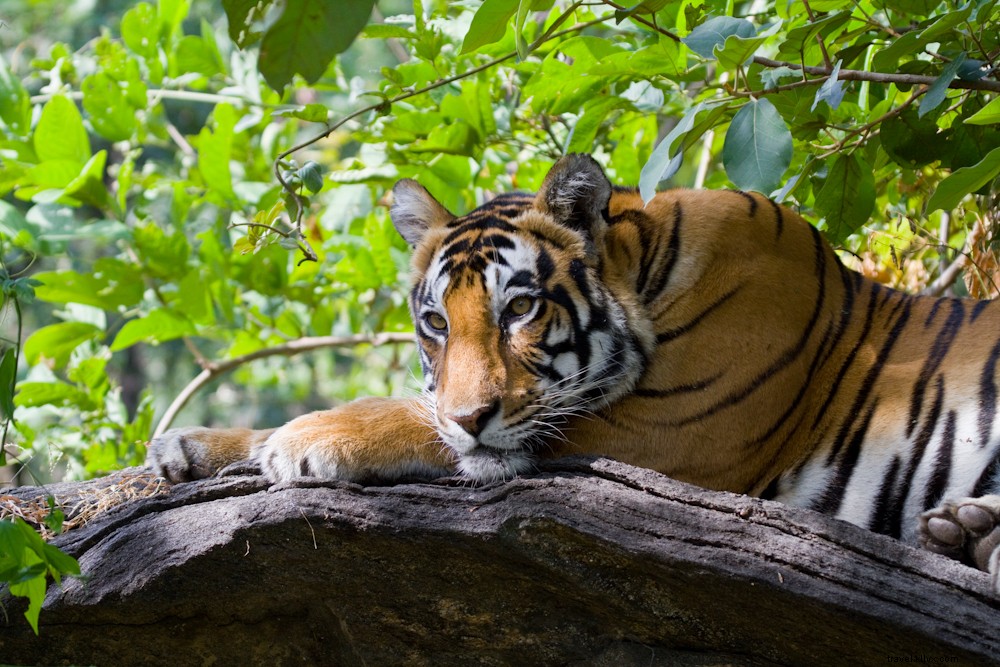 Os cinco melhores lugares do mundo para ver grandes gatos na selva