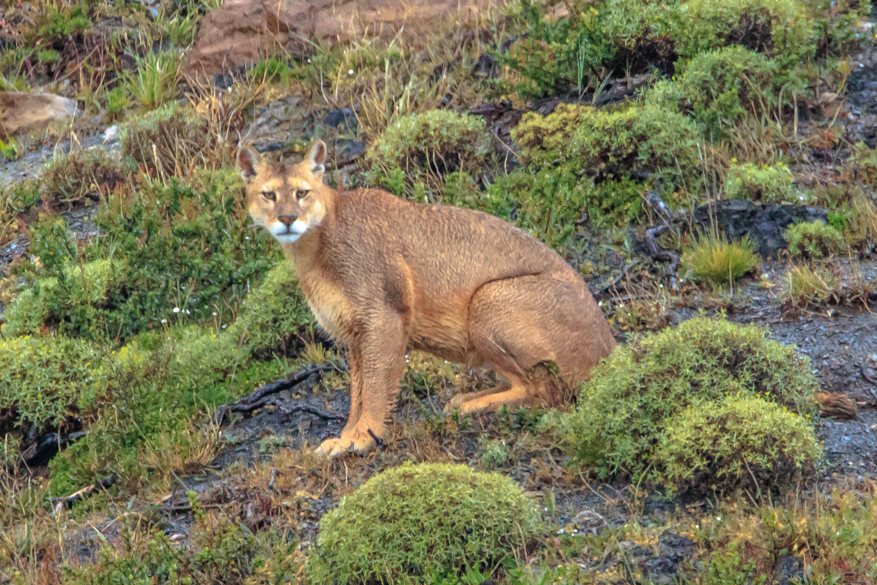 Los cinco mejores lugares del mundo para ver grandes felinos en estado salvaje
