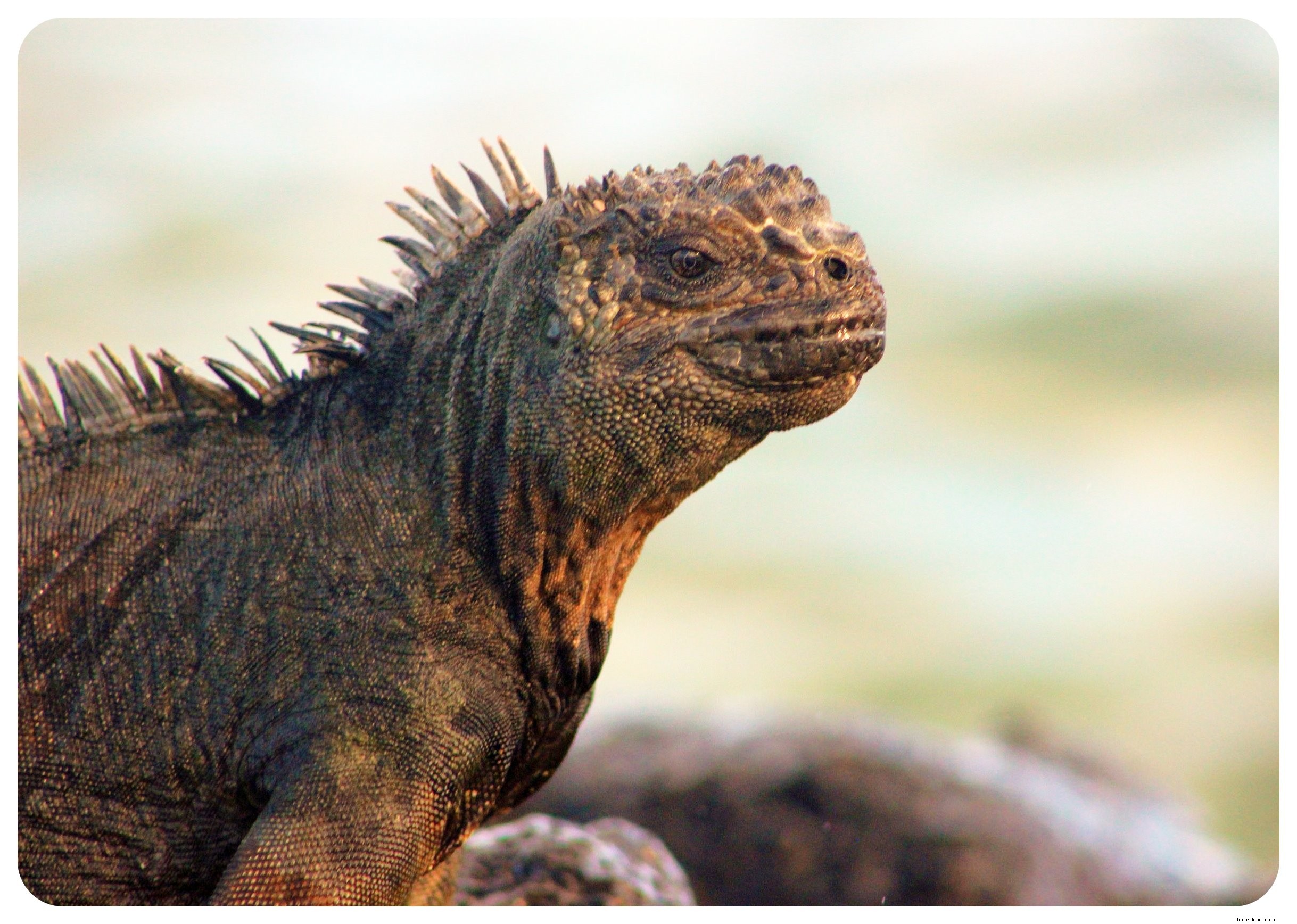 Ilhas Galápagos:quinze coisas a saber antes de ir