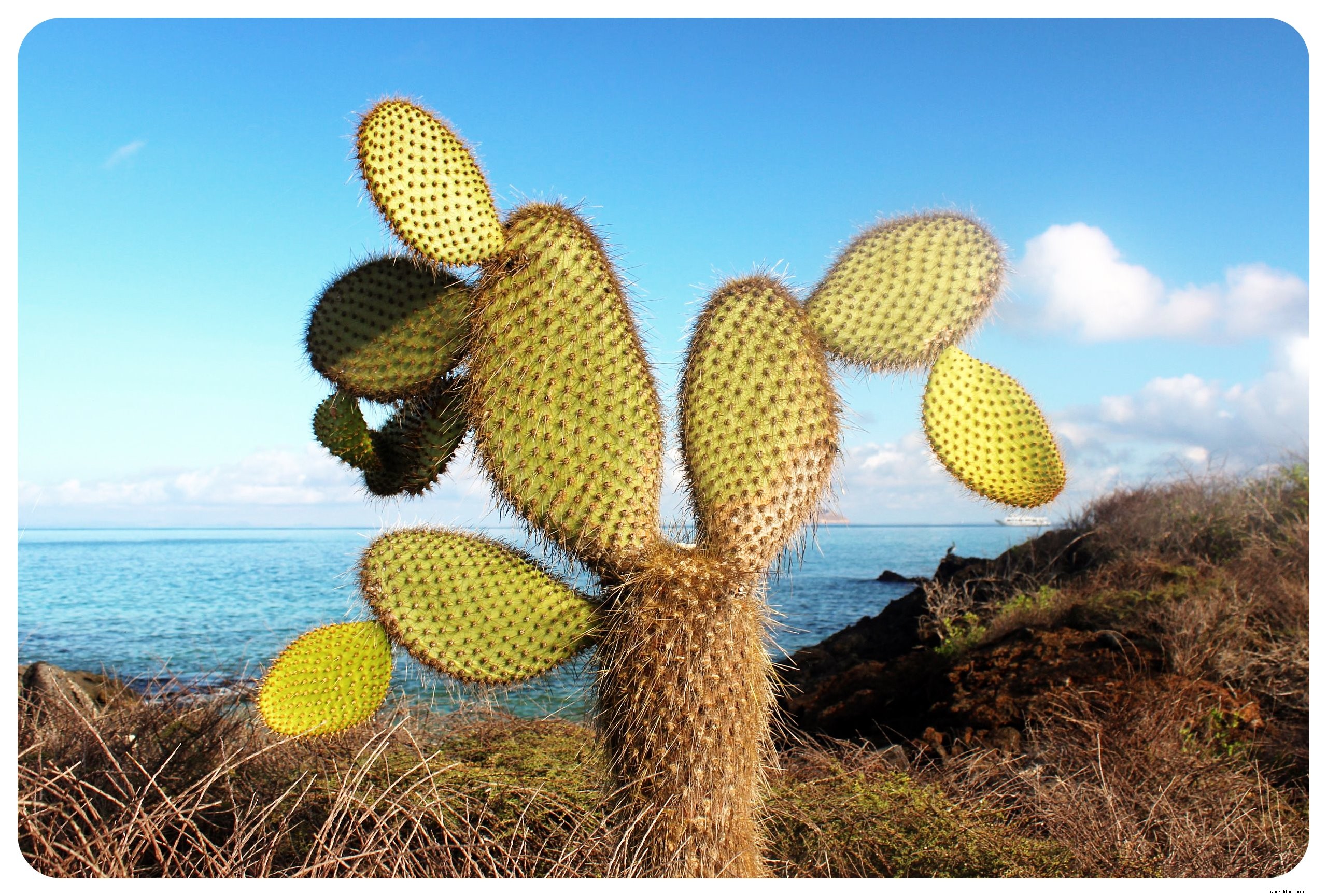 Le Isole Galápagos:quindici cose da sapere prima di partire