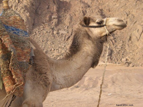 15 Hal Terbaik yang Dapat Dilakukan di Sharm el Sheikh