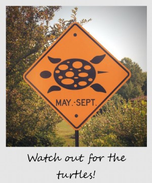 Polaroid minggu ini:Hati-hati dengan kura-kura!