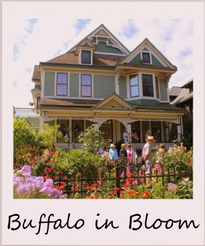 Polaroid minggu ini:Buffalo in Bloom