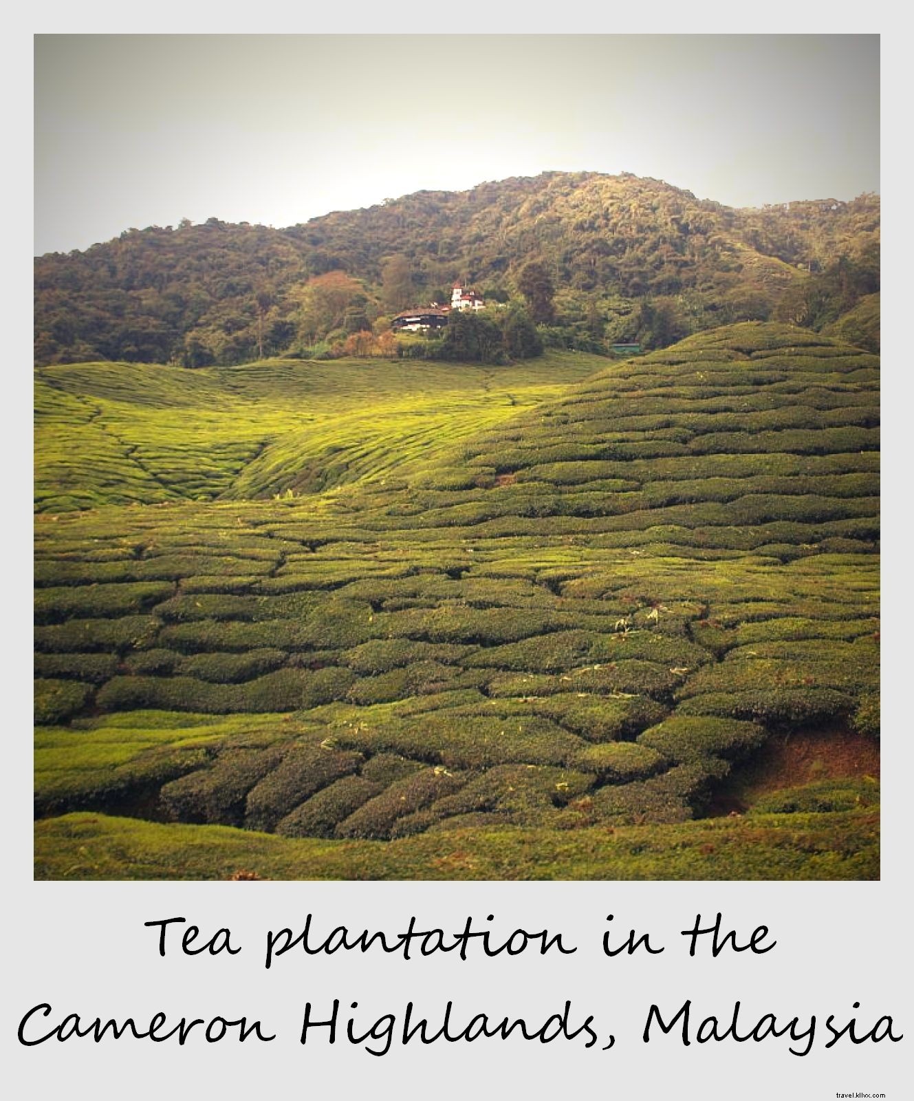 Polaroid da semana:plantação de chá em Cameron Highlands, Malásia