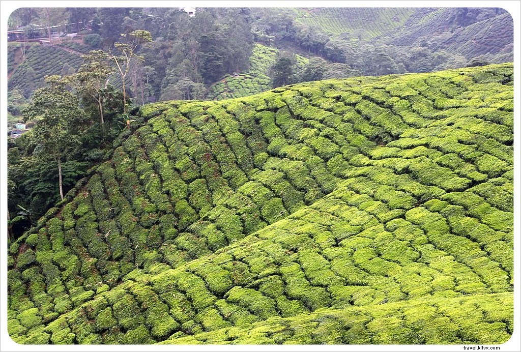 High Tea ed escursioni nelle Highlands della Malesia