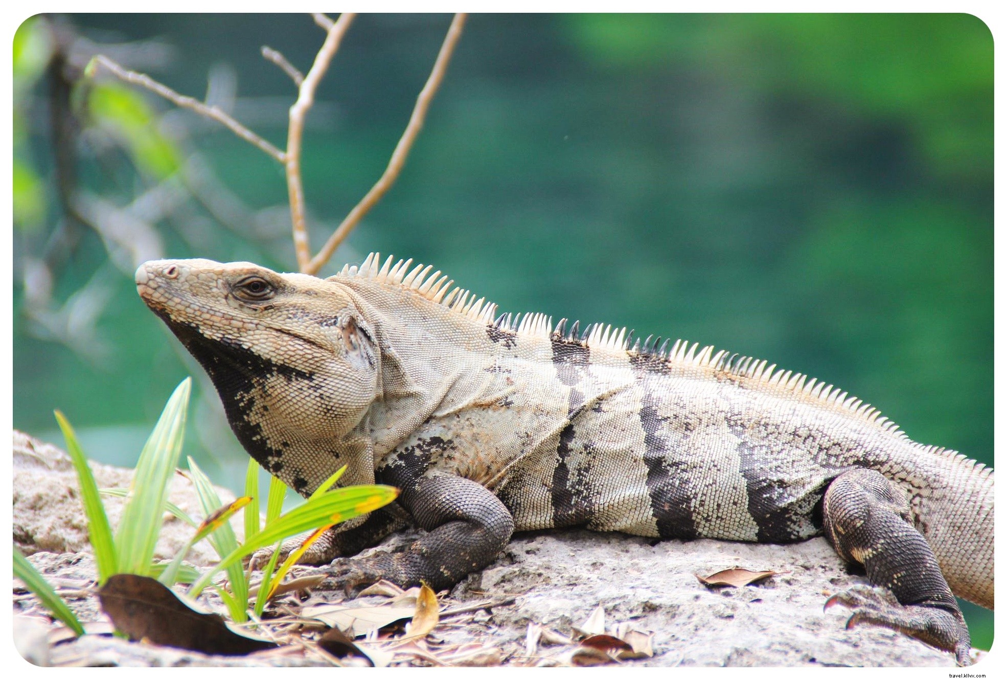 Cenotes, Praias e ruínas maias:uma viagem de carro movida a taco pelo Yucatan