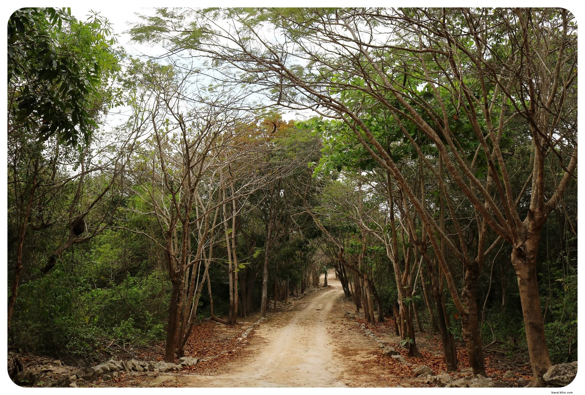 Cenote, Pantai &Reruntuhan Maya:Perjalanan Darat Yucatan Berbahan Bakar Taco