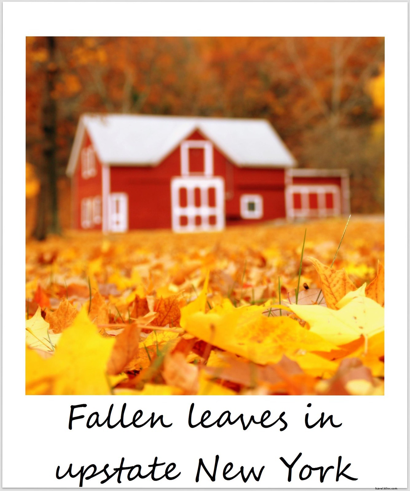 Polaroid de la semana:follaje de otoño en el norte del estado de Nueva York