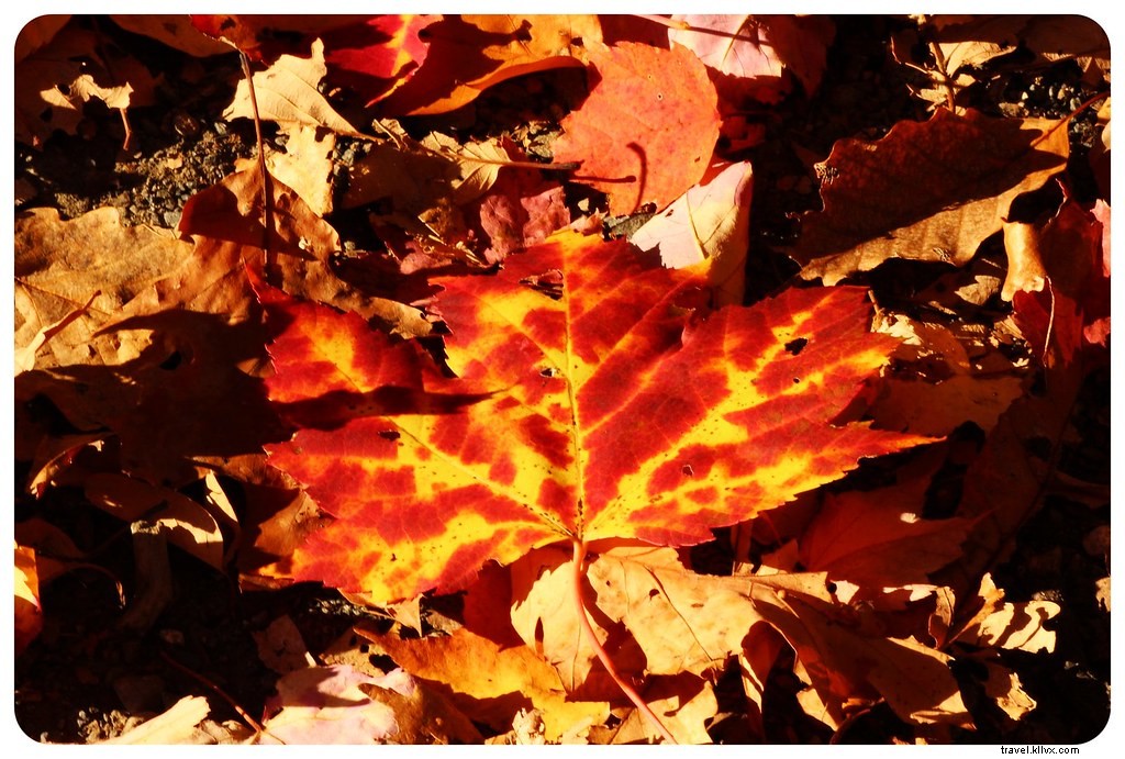 ニューイングランドの紅葉を見るのに最適な場所