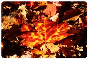 ニューイングランドの紅葉を見るのに最適な場所