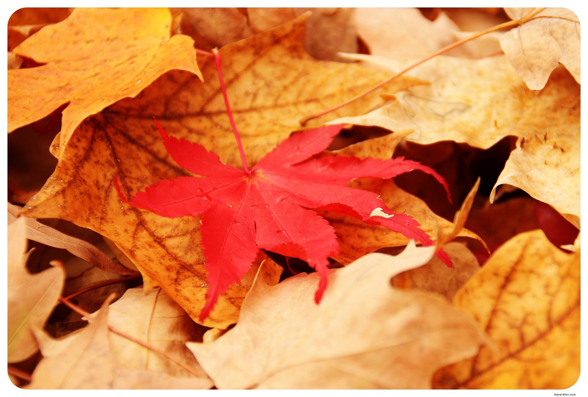 Los mejores lugares para ver el follaje de otoño en Nueva Inglaterra