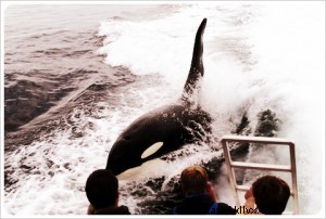 Observação de baleias na Baía de Monterey