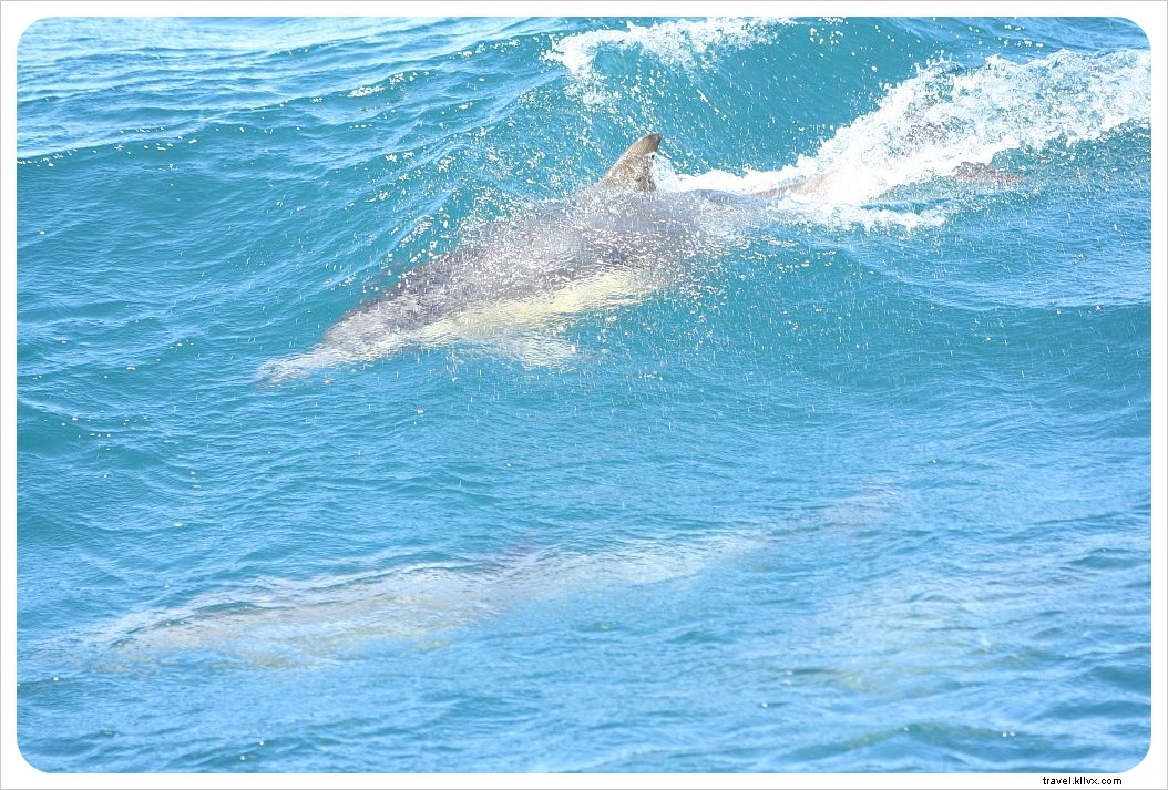Avistamiento de ballenas en la bahía de Monterey