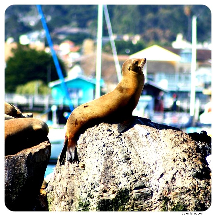 Mengamati Paus di Teluk Monterey