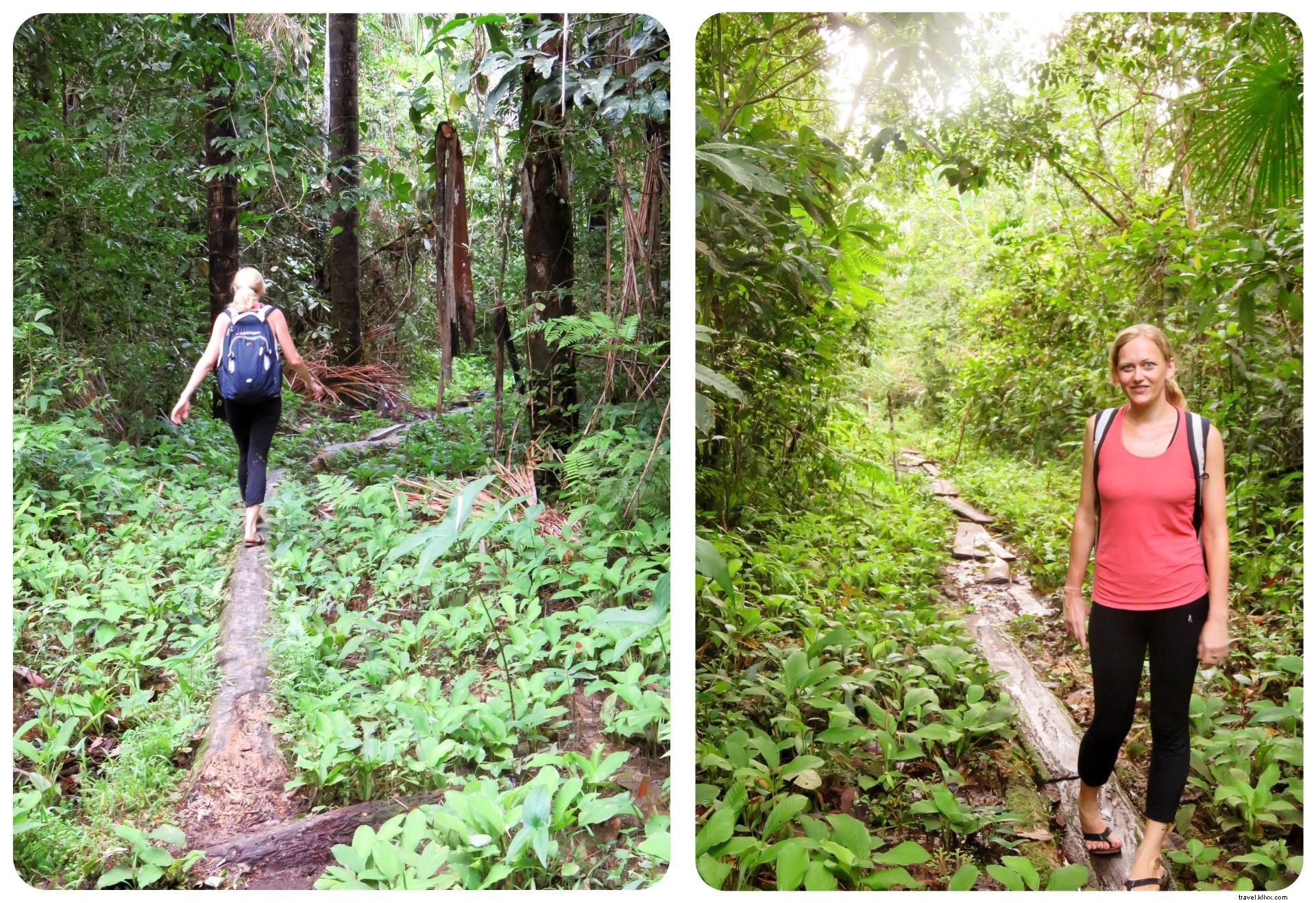 Em busca de meus demônios interiores na selva colombiana:um encontro com a ayahuasca