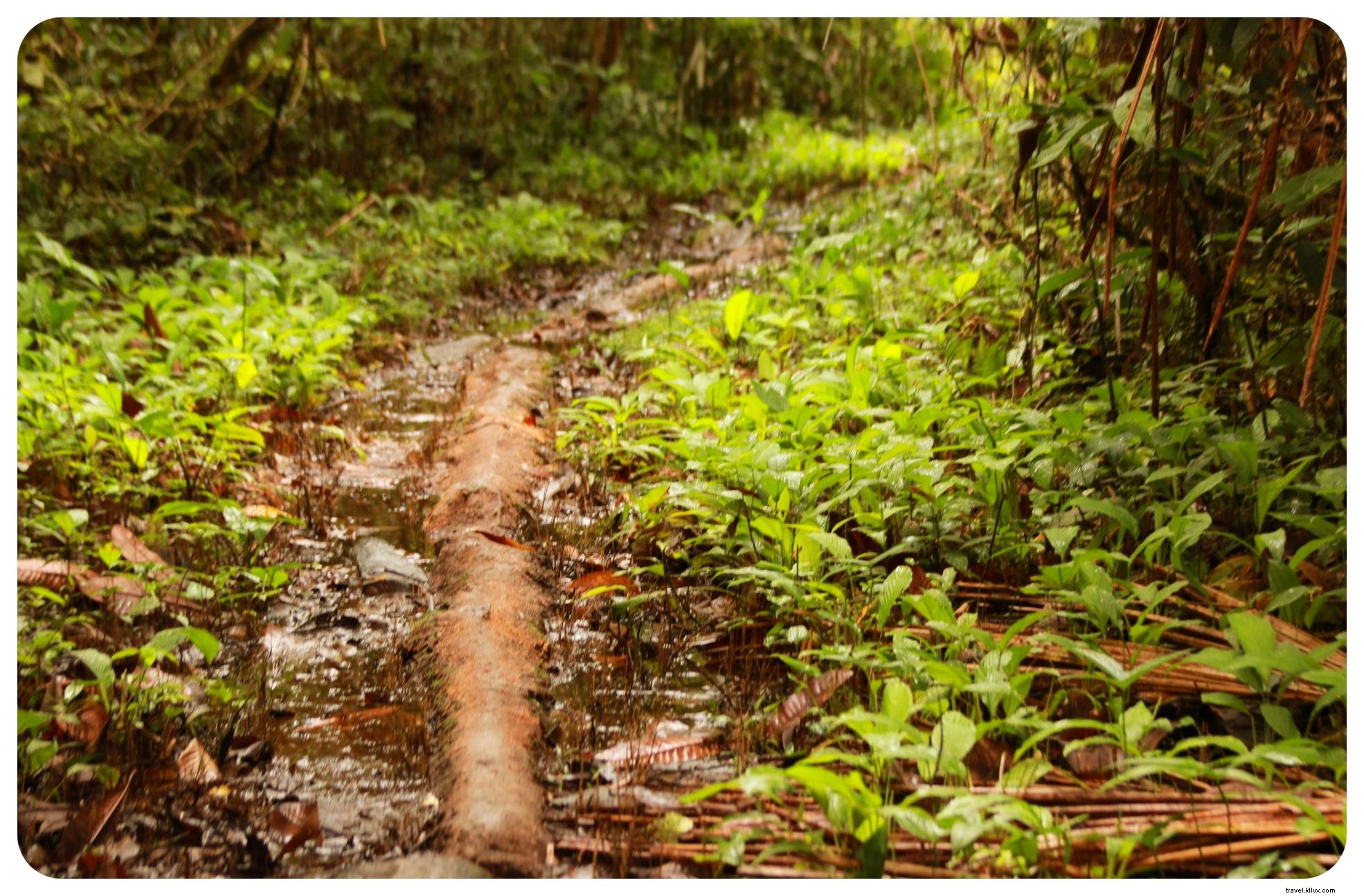 Em busca de meus demônios interiores na selva colombiana:um encontro com a ayahuasca