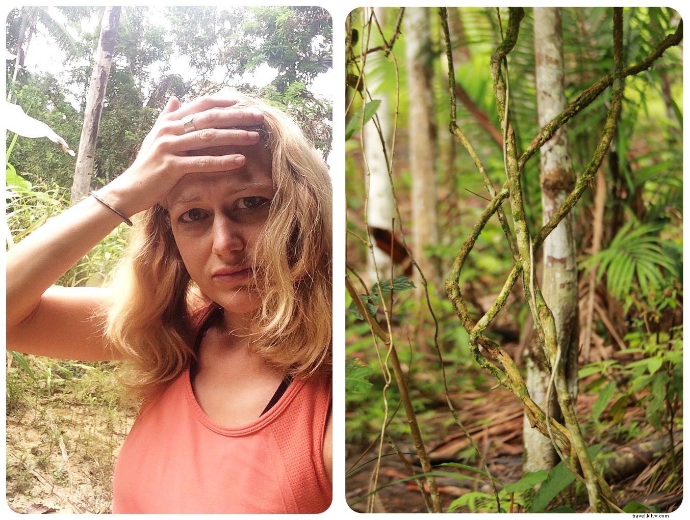 コロンビアのジャングルで私の内なる悪魔を探す：アヤワスカとのデート