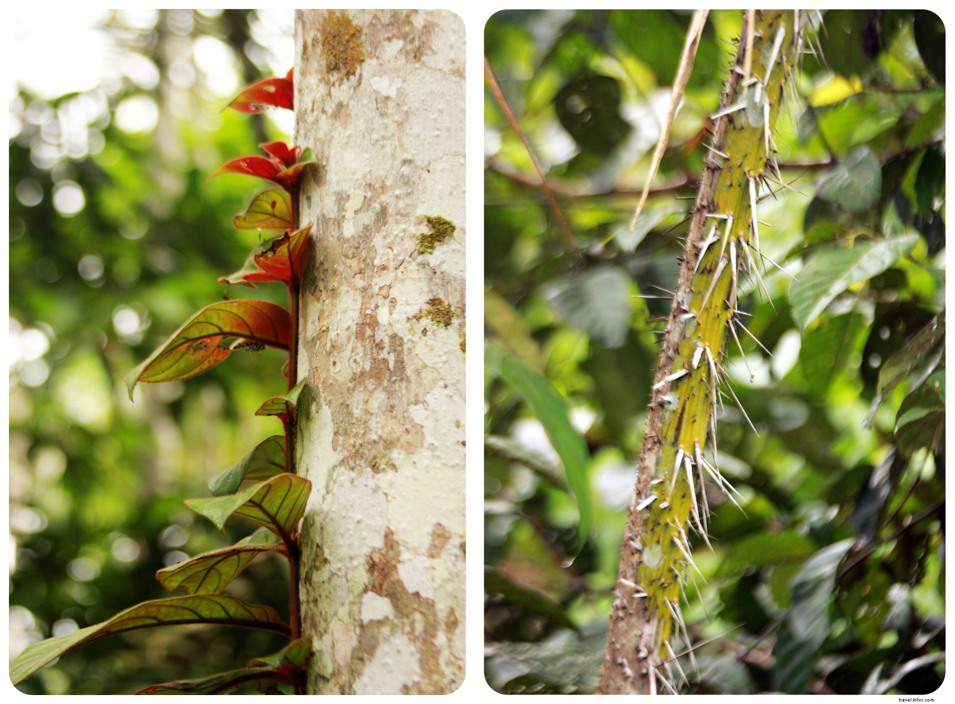 Buscando a mis demonios internos en la selva colombiana:una cita con ayahuasca